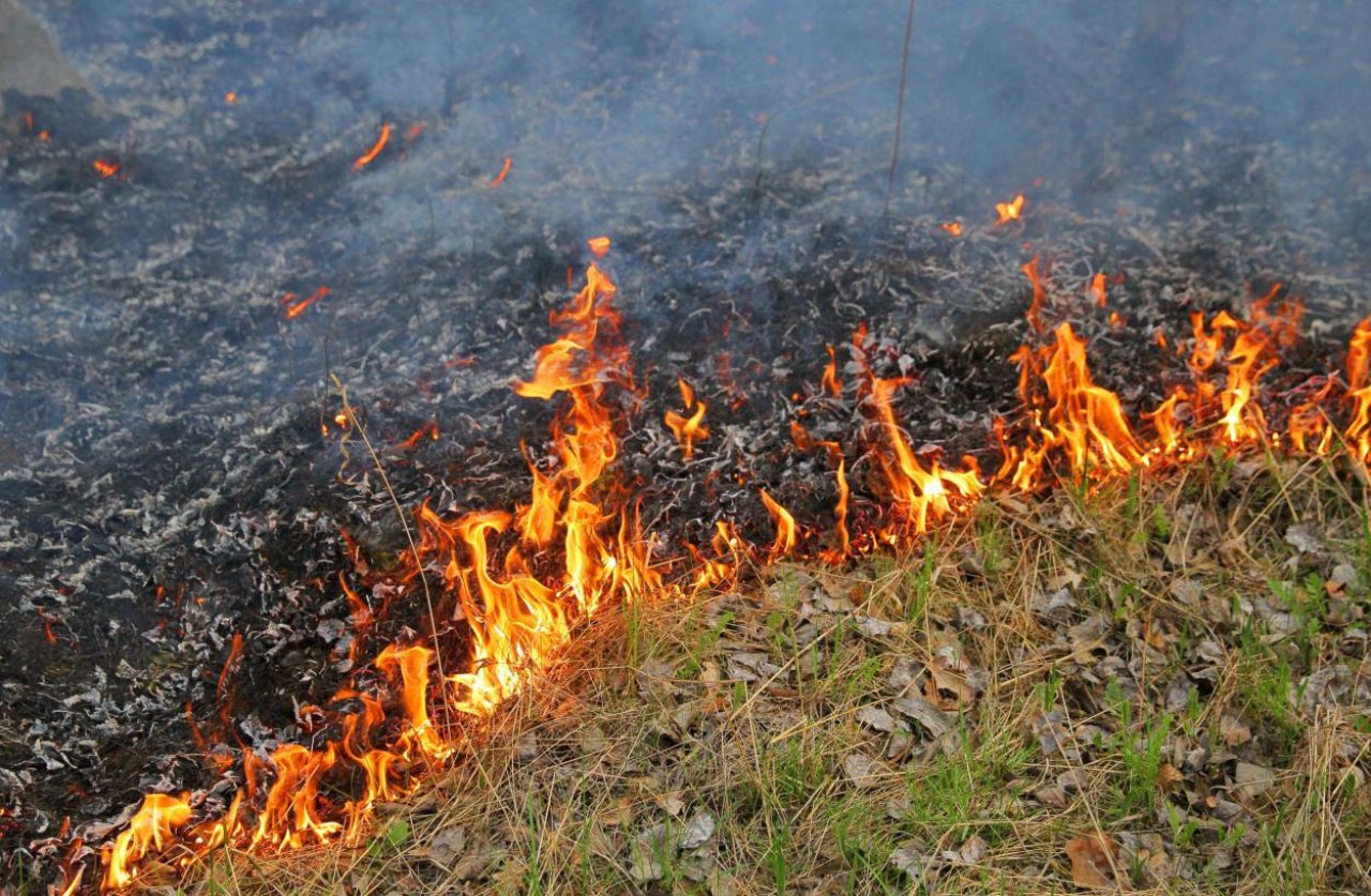 Spłonęło kilkanaście hektarów nieużytków, 65-letni podpalacz w rękach policji