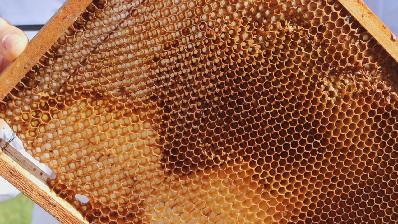 Pszczelarze w Tokarni